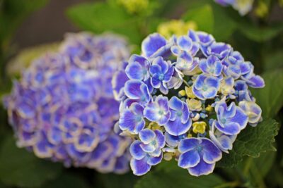 HORTENSJA OGRODOWA NEW TIVOLI BLUE