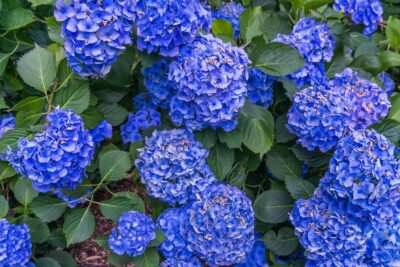 HORTENSJA OGRODOWA EARLY BLUE