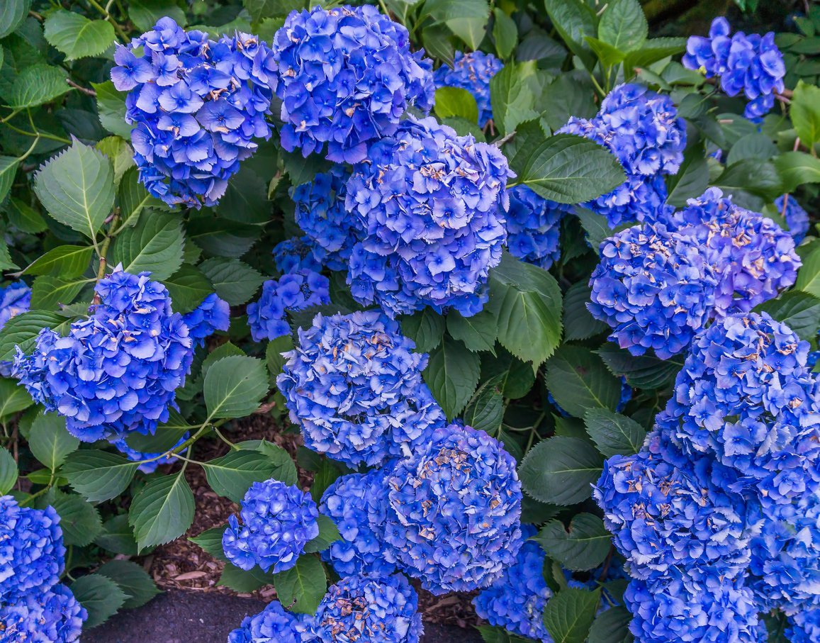 HORTENSJA OGRODOWA EARLY BLUE