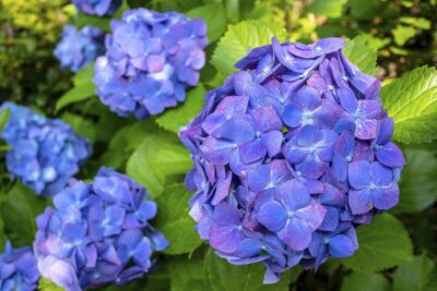 HORTENSJA OGRODOWA ELBTAL