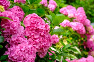 HORTENSJA OGRODOWA NINGBO ROUGE