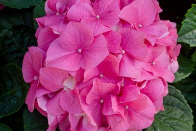 HORTENSJA OGRODOWA ROSITA