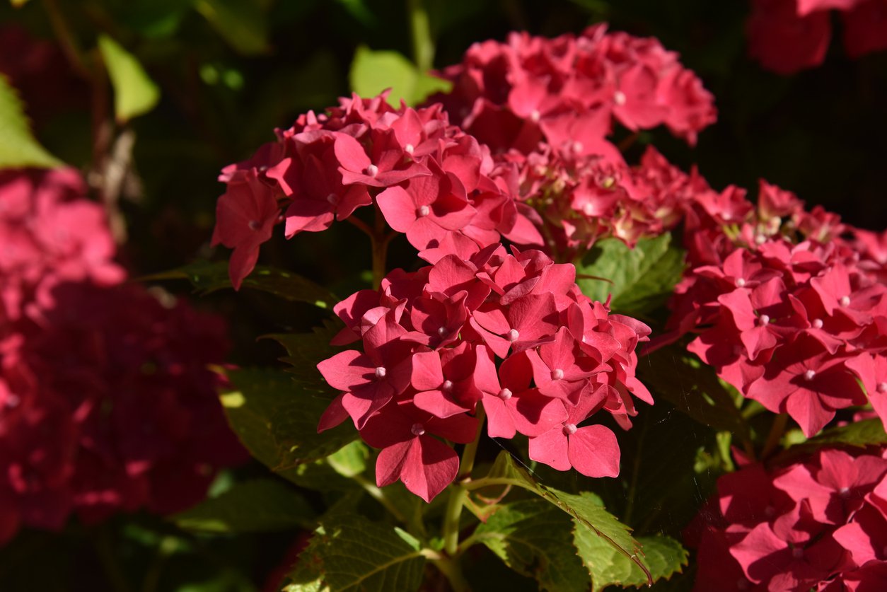 HORTENSJA OGRODOWA ROYAL RED