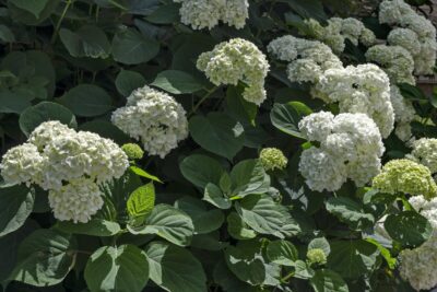 HORTENSJA BUKIETOWA BABY LACE