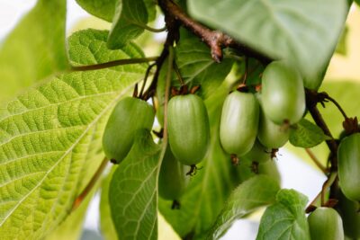 MINI KIWI DR SZYMANOWSKI