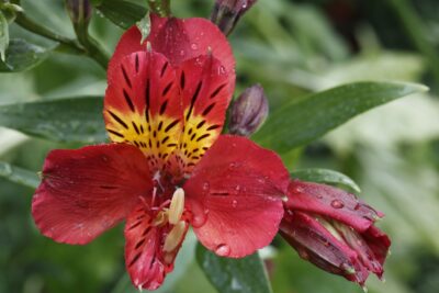 ALSTROEMERIA OGRODOWA SUMMER DANCE