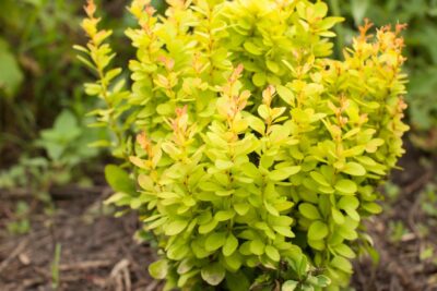 BERBERYS GOLDEN ROCKET