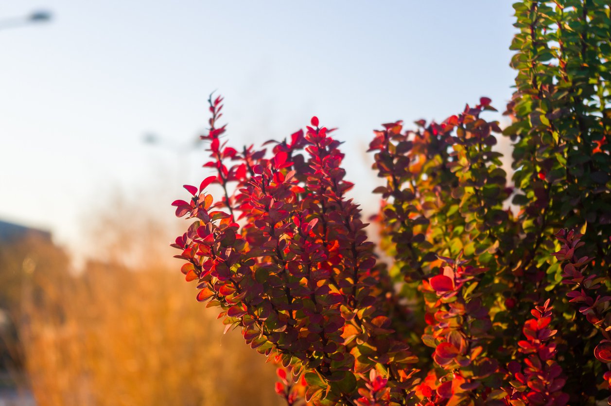 BERBERYS GOLDEN TORCH - 1