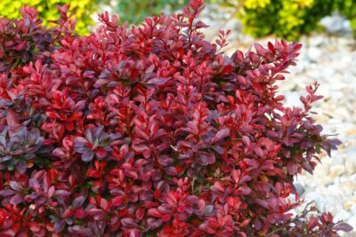 BERBERYS LUTIN ROUGE