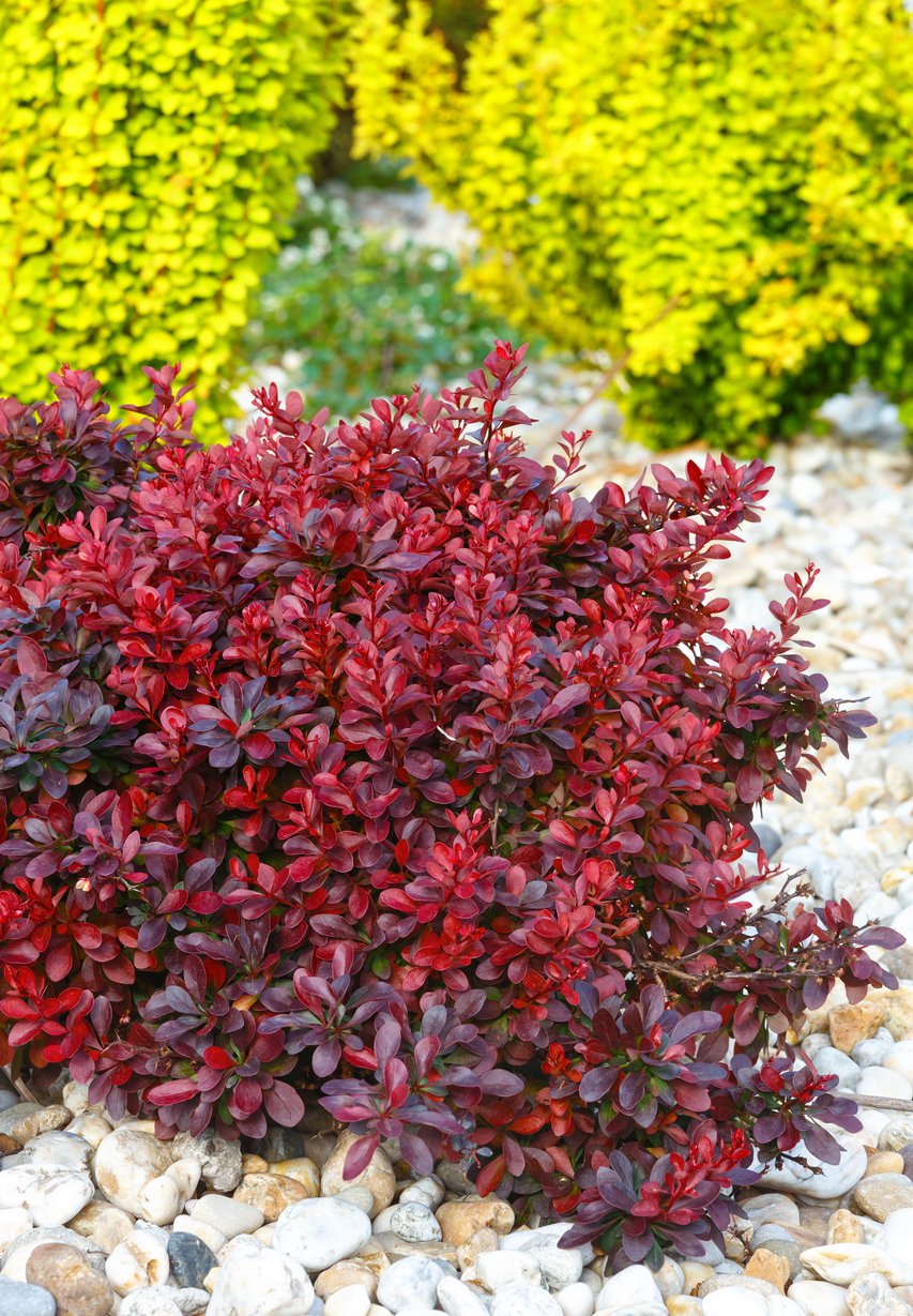 BERBERYS LUTIN ROUGE