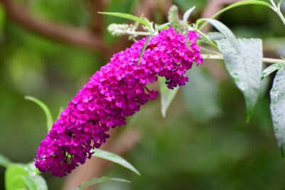 BUDLEJA BUTTERFLY TOWER
