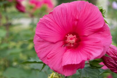 HIBISKUS BYLINOWY PLUM CRAZY