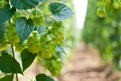 CHMIEL ZWYCZAJNY AUREUS