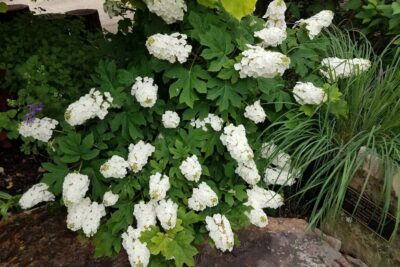 HORTENSJA DĘBOLISTNA HARMONY