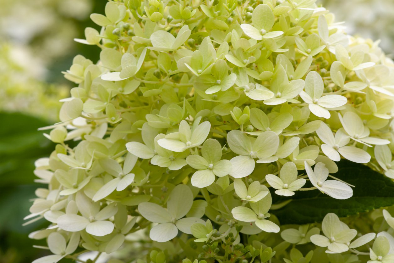 HORTENSJA LITTLE SPOOKY