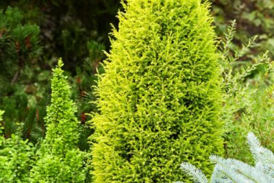 JAŁOWIEC POSPOLITY GOLD CONE