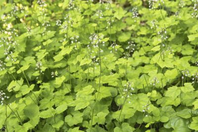 ŻURAWKA LIME RICKEY