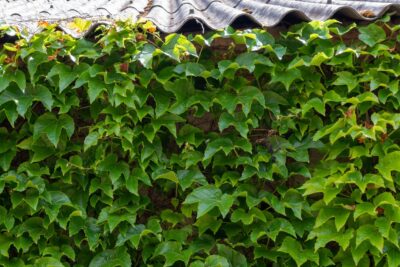 WINOBLUSZCZ TRÓJKLAPOWY GREEN SPRING