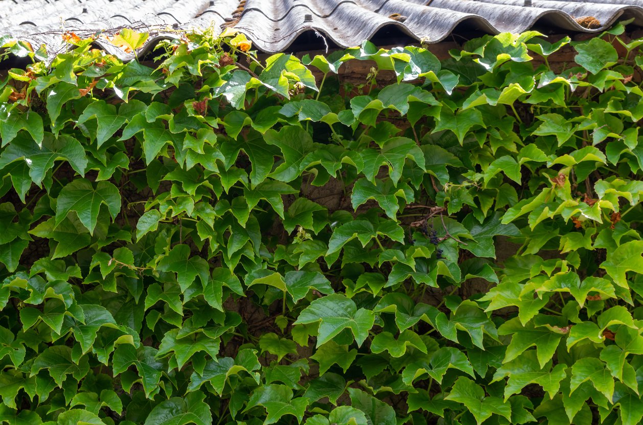 WINOBLUSZCZ TRÓJKLAPOWY GREEN SPRING