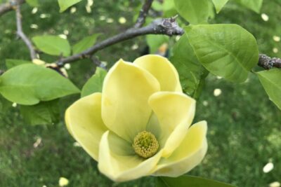 Magnolia GOLD STAR Szczepiona