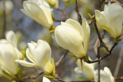 Magnolia YELLOW LANTERN