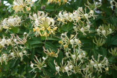 Wiciokrzew GRAHAM THOMAS