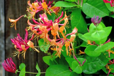 WICIOKRZEW BELGICA SELECT