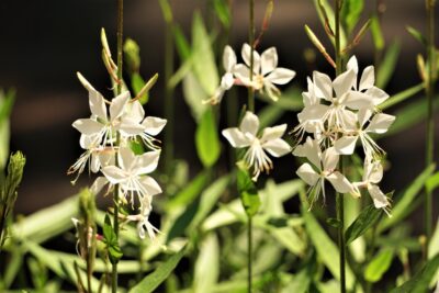 Gaura SHORT FORM