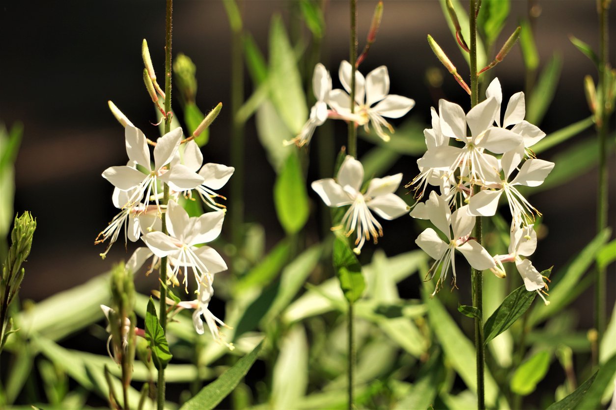 Gaura SHORT FORM