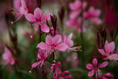 GAURA Lindheimera SISIYOU PINK