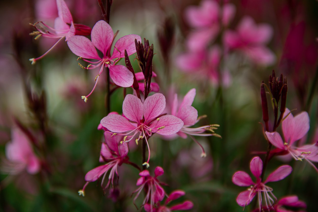 GAURA Lindheimera SISIYOU PINK