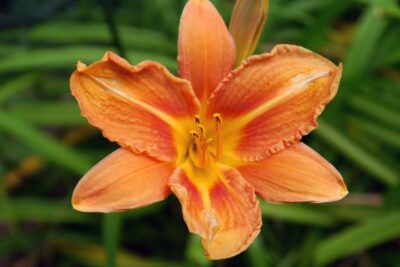 Liliowiec CONGO CORAL