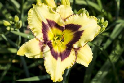 Liliowiec EL DESPERADO