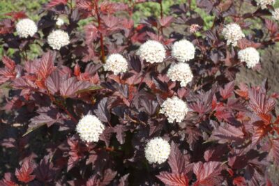 PĘCHERZNICA kalinolistna SCHUCH