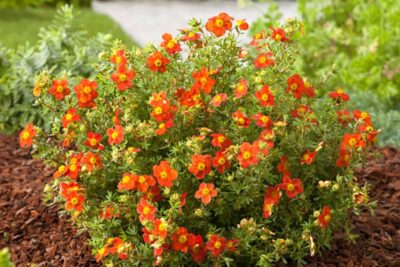 Pięciornik RED JOKER