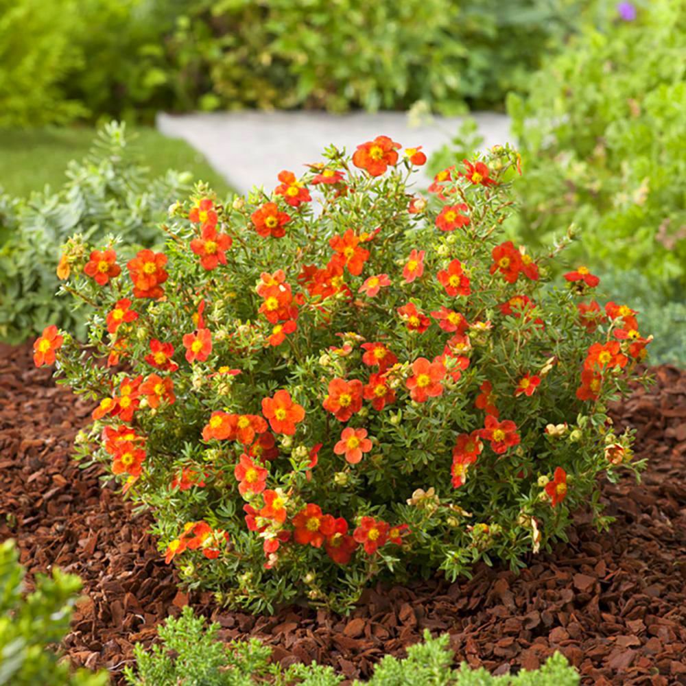 Pięciornik RED JOKER