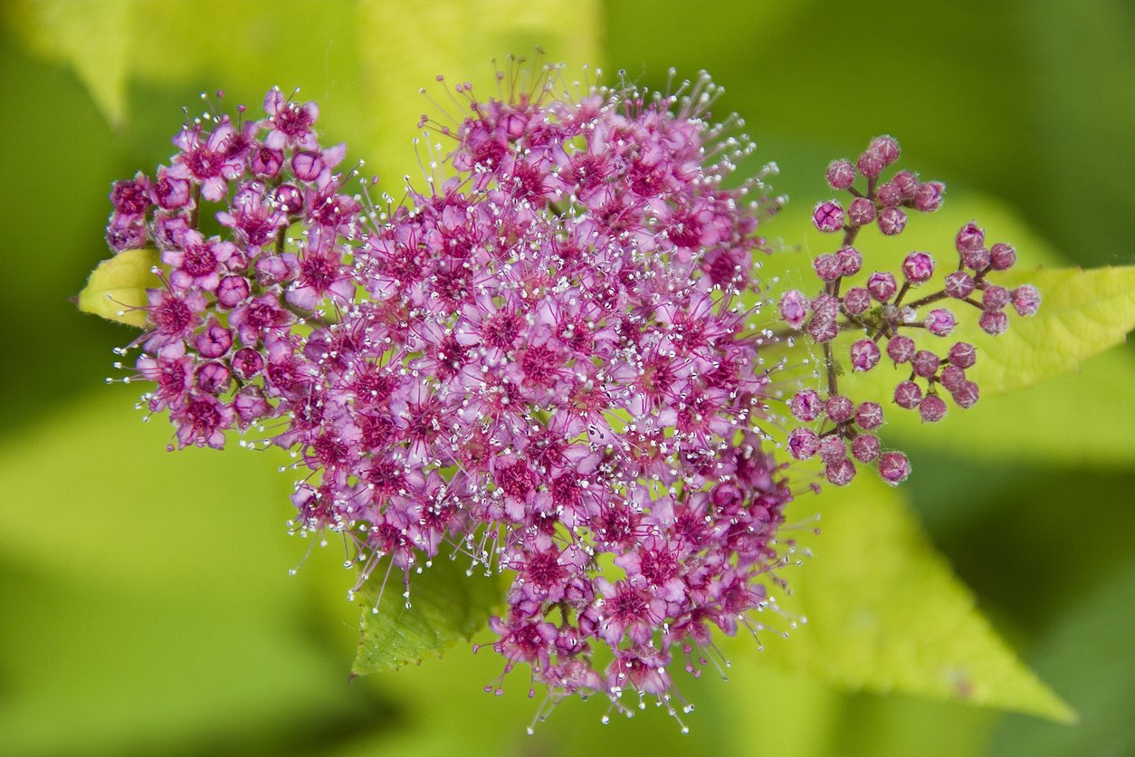 TAWUŁA japońska FROEBELII