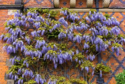 Wisteria DOMINO