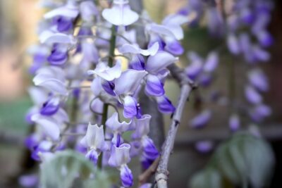 Wisteria MURASAKI-NODA