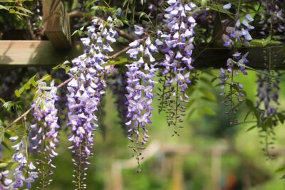 Wisteria MULTIJUGA