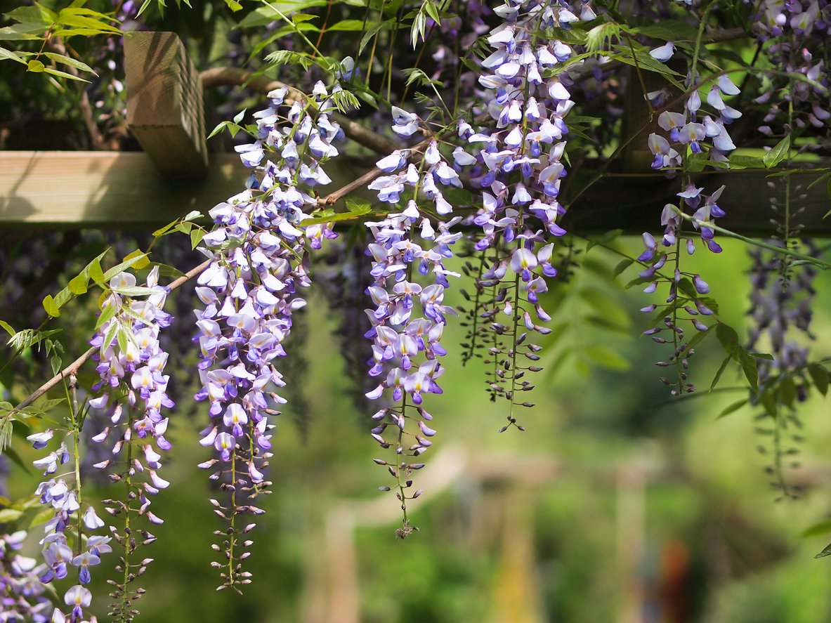 Wisteria MULTIJUGA
