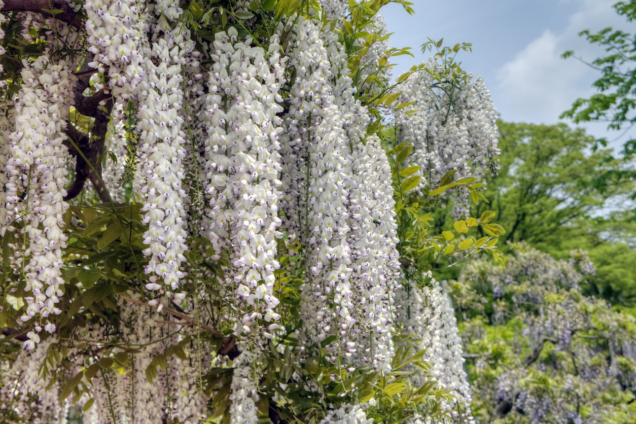 WISTERIA floribunda SHIRO-NODA