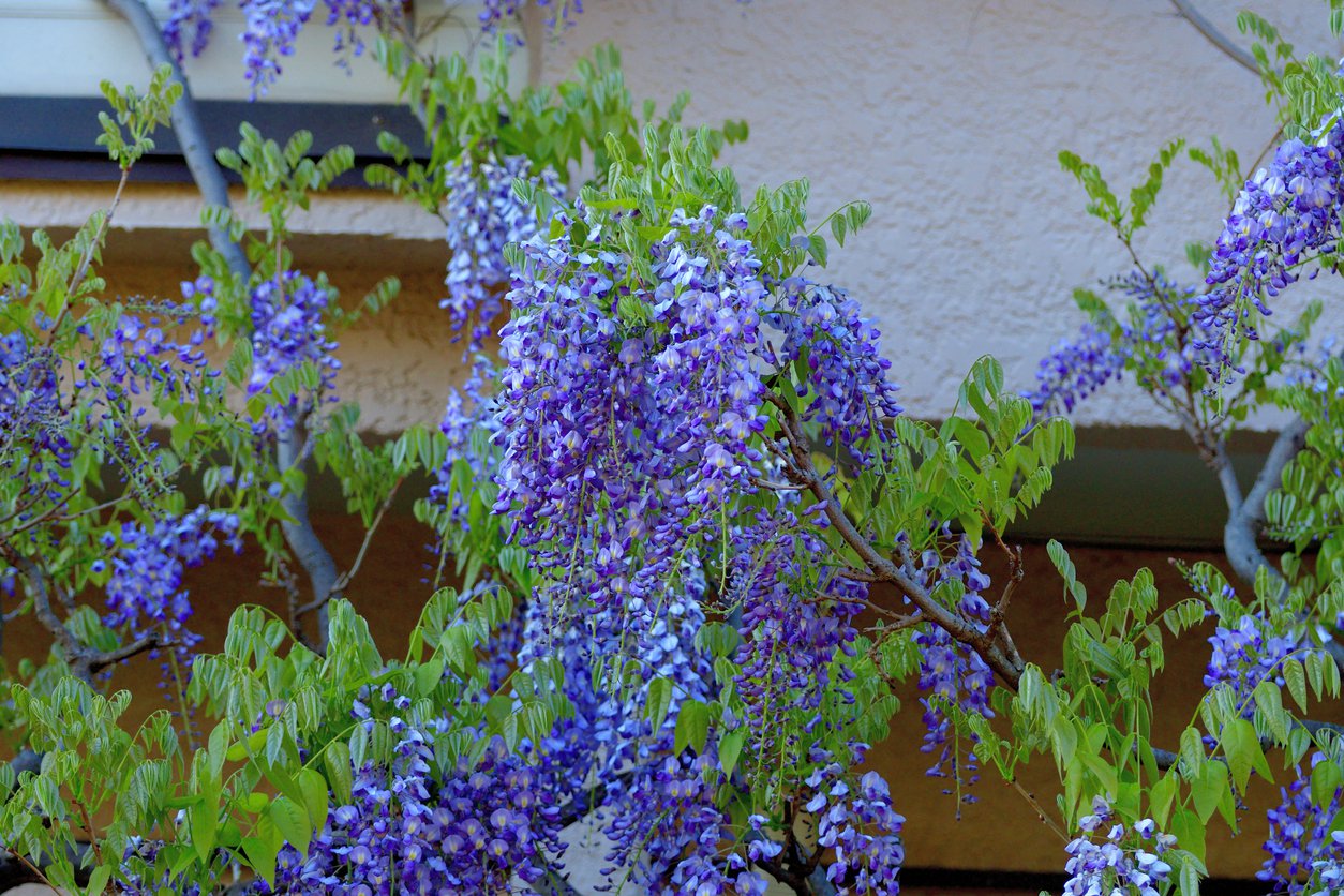 Wisteria VIOLACEA PLENA - 1