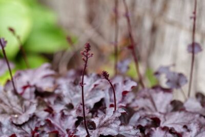 Żurawka BLACK PEARL