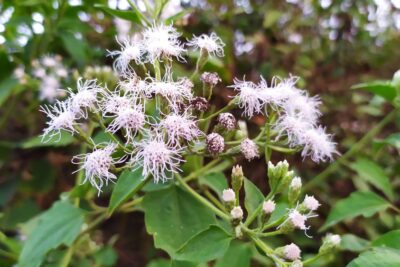 Sadziec LUCKY MELODY