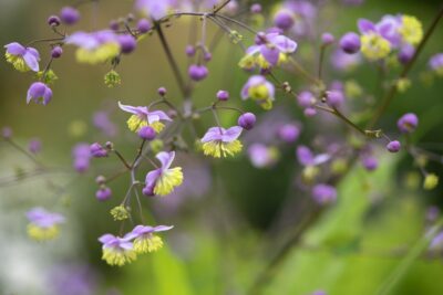 Rutewka HEWITT’S DOUBLE