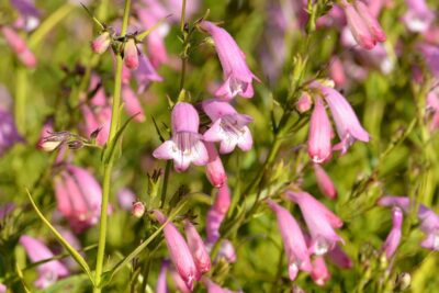 Penstemon POCAHONTAS