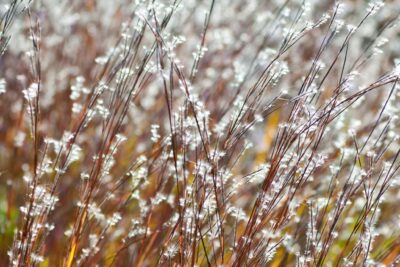 Palczatka miotlasta BLUE HAEVEN