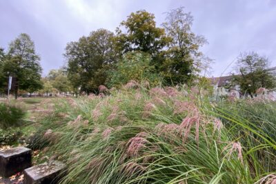 Miskant chiński FLAMINGO