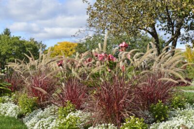 Miskant chiński DRONNING INGRID